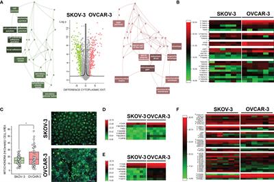 Inward Outward Signaling in Ovarian Cancer: Morpho-Phospho-Proteomic Profiling Upon Application of Hypoxia and Shear Stress Characterizes the Adaptive Plasticity of OVCAR-3 and SKOV-3 Cells